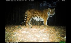 Una tigre in Bhutan riaccende le speranze per la conservazione della specie