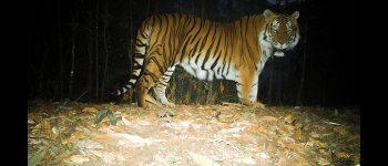 Una tigre in Bhutan riaccende le speranze per la conservazione della specie