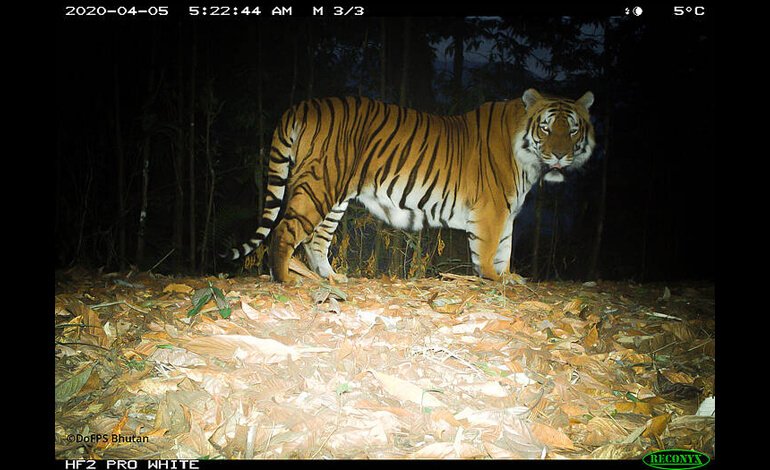 Una tigre in Bhutan riaccende le speranze per la conservazione della specie