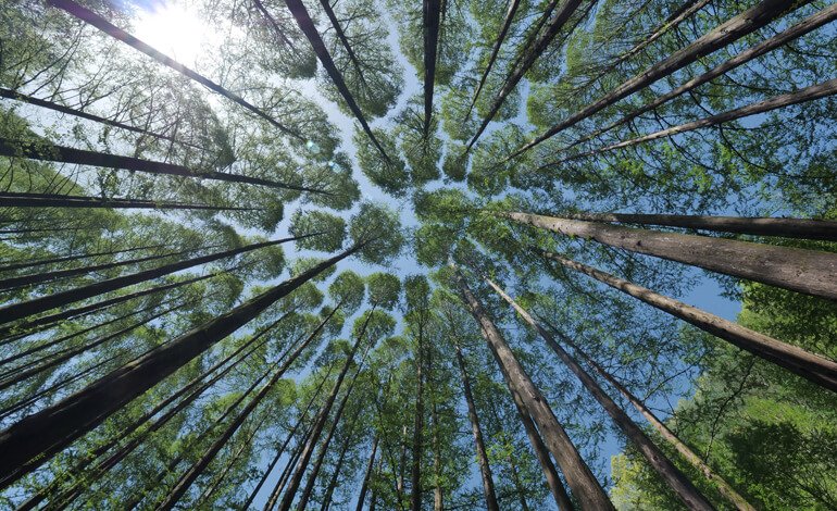 Dalle foreste con amore
