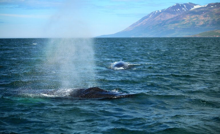 Sempre più balene colpite dalle navi