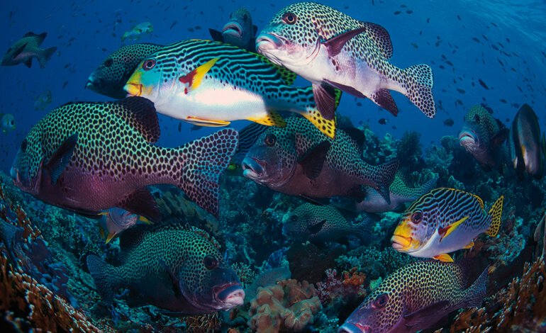 Crystal Rock e gli altri paradisi dell’isola di Komodo