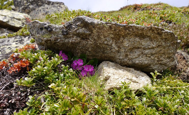 Molte piante alpine sono a rischio estinzione