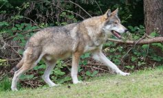 Il WWF dice no alla gestione autonoma del lupo
