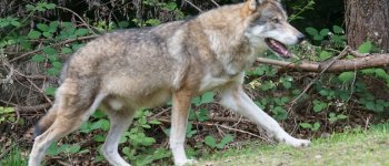 Il WWF dice no alla gestione autonoma del lupo