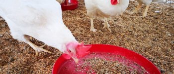 Nuovi mangimi eco-sostenibili per polli biologici
