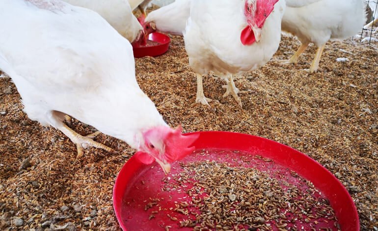 Nuovi mangimi eco-sostenibili per polli biologici