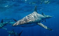 Una petizione per fermare le gare di caccia agli squali
