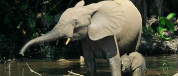 L'elefante della foresta africana è in pericolo critico di estinzione
