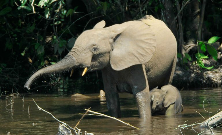 L’elefante della foresta africana è in pericolo critico di estinzione