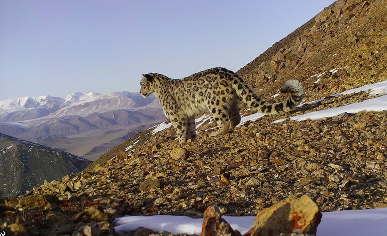 Il leopardo delle nevi è in buona salute
