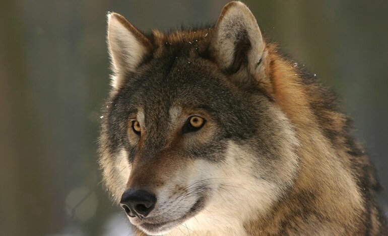 6 giornate per parlare della convivenza con i grandi carnivori