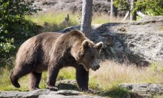 Uomo e orso: storia di una coesistenza millenaria