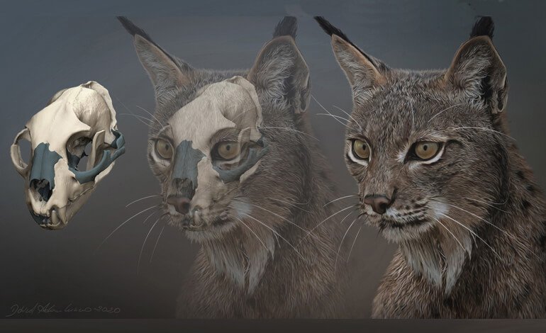 La lunga storia della lince pardina