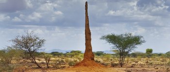 I castelli di terra delle termiti