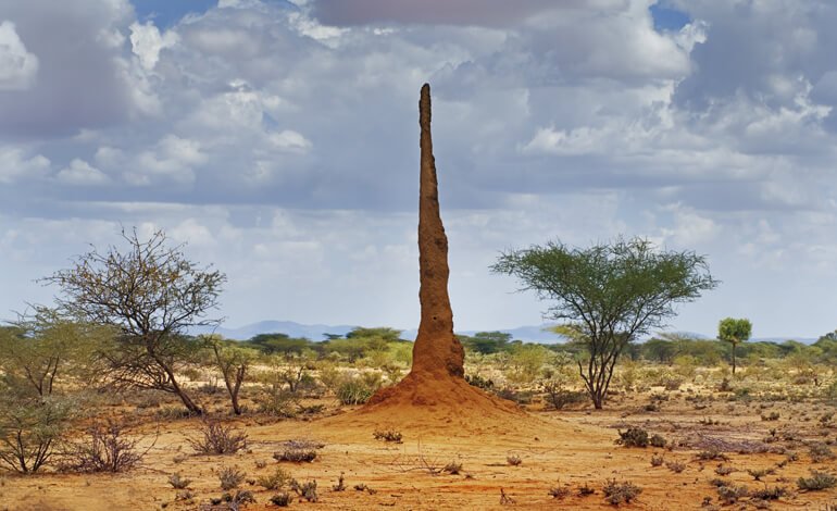 I castelli di terra delle termiti