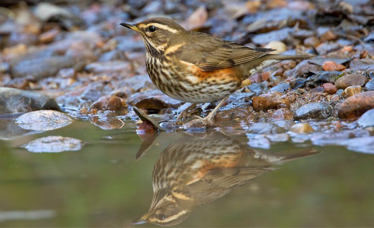 Un tordo dal sopracciglio bianco-fulvo