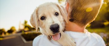 Adottare un cucciolo: ecco alcune cose da sapere (prima)
