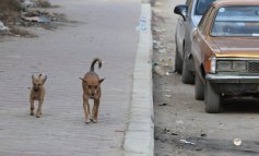 Fermiamo l'uccisione di oltre 25 mila cani in Pakistan