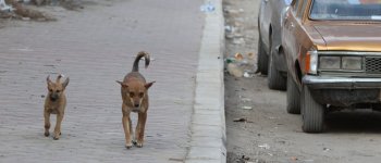 Fermiamo l'uccisione di oltre 25 mila cani in Pakistan