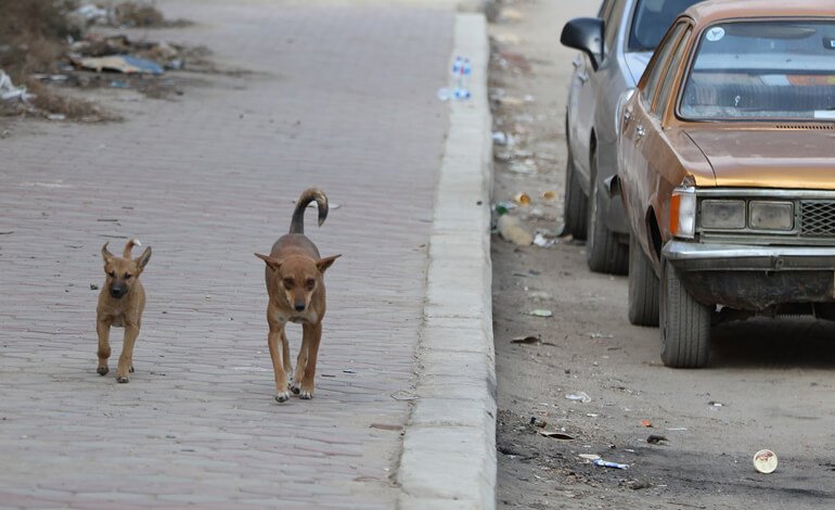 Fermiamo l’uccisione di oltre 25 mila cani in Pakistan