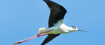 Bisogna proteggere la costa teramana ricca di avifauna