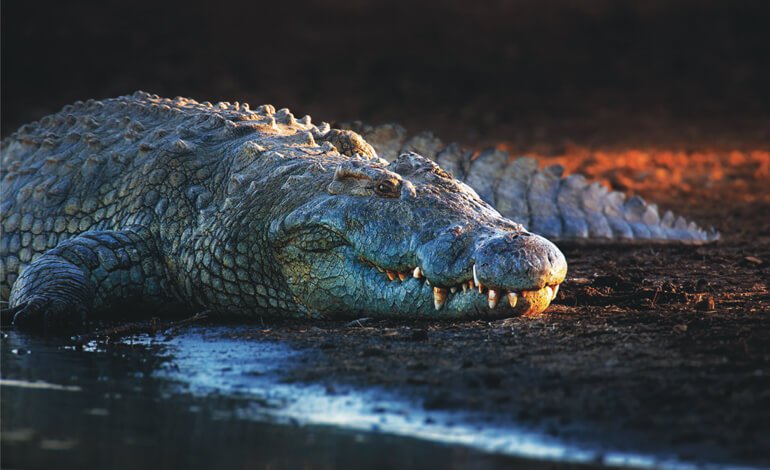 Animali speciali antichi, adattati alle attuali condizioni ambientali