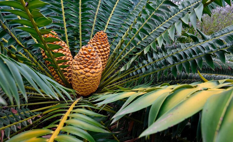 Queste specie forniscono indizi utili sulla vita nel passato