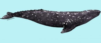 Estinta in Atlantico, una balena grigia riappare a Sorrento!