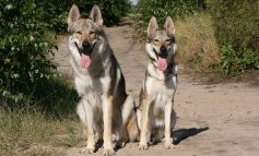 Cane lupo cecoslovacco: razza, carattere, relazioni