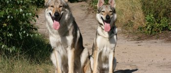 Cane lupo cecoslovacco: razza, carattere, relazioni
