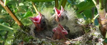 Potature e sfalci fuori stagione distruggono i nidi e uccidono i pulli