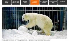 Orsi polari vivi inscatolati in gabbie di vetro nell'hotel degli orrori