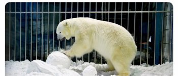 Orsi polari vivi inscatolati in gabbie di vetro nell'hotel degli orrori