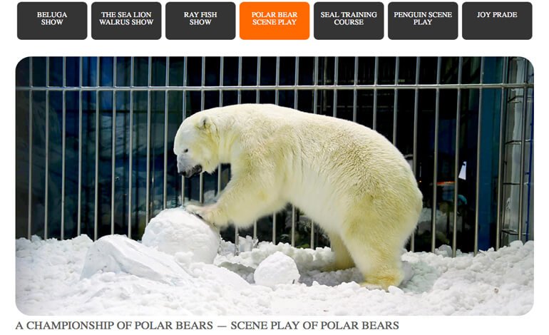 Orsi polari vivi inscatolati in gabbie di vetro nell’hotel degli orrori