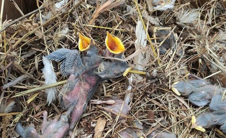 Uccelli gettati come spazzatura in due sacchi