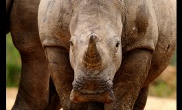 Foto di rinoceronti e storie di elefanti a Hluhluwe