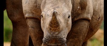 Foto di rinoceronti e storie di elefanti a Hluhluwe