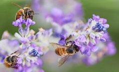 Al via il secondo ciclo dei webinar sulle api e il verde urbano