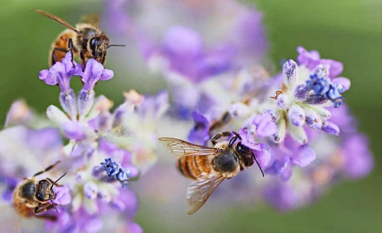 Al via il secondo ciclo dei webinar sulle api e il verde urbano