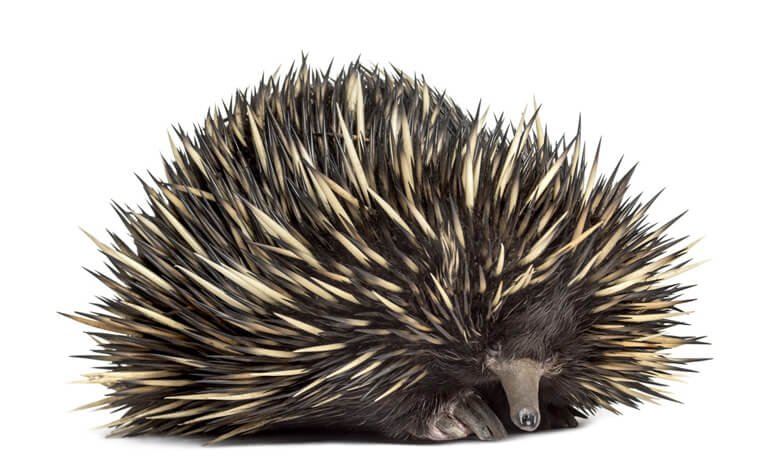 Animali sopravvissuti alle estinzioni e giunti fino a noi