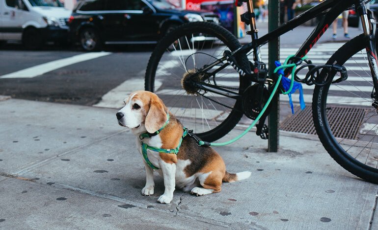 Non lasciate incustoditi i vostri cani!