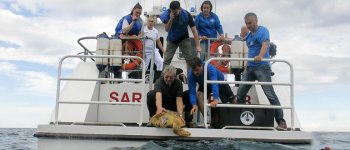 Quasi 500 tartarughe marine salvate e liberate da AdrioNet