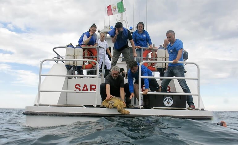 Quasi 500 tartarughe marine salvate e liberate da AdrioNet