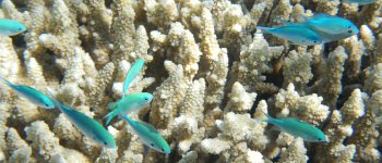 Una prospettiva di salvezza per le barriere coralline minacciate dallo sbiancamento