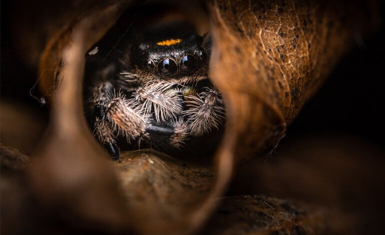 Cattura il micromondo con una qualità ottica superiore