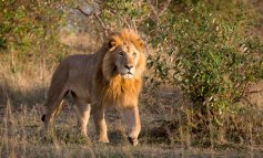 SOS: salvare i leoni africani dall’estinzione