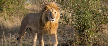SOS: salvare i leoni africani dall’estinzione