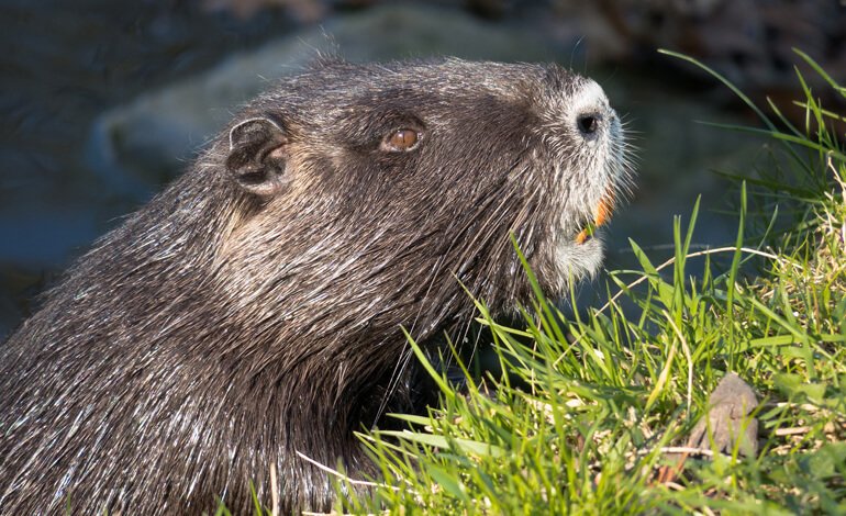 Salviamo le nutrie del parco, mascotte dei bambini