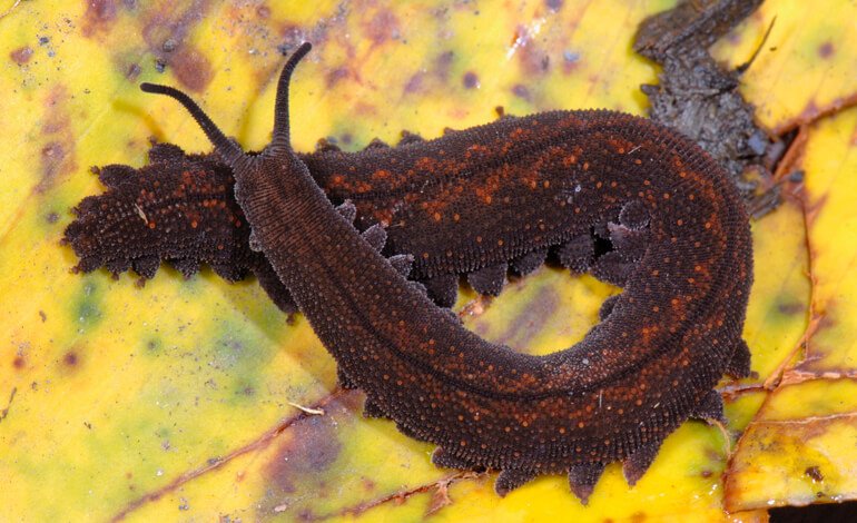 Un design biologico di successo che arriva da molto lontano